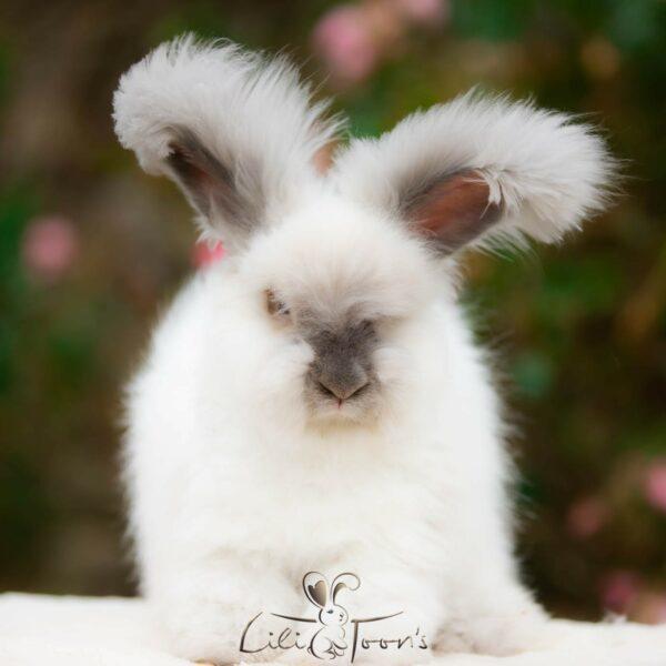 À Adopter - Angoras Anglais Femelles - Les Lapins LILI TOON'S