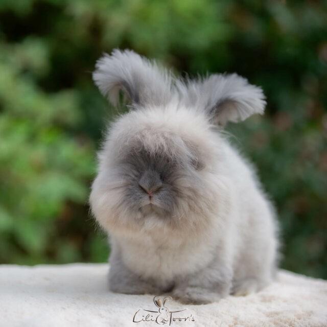 À Adopter - Angoras Anglais Femelles - Les Lapins LILI TOON'S