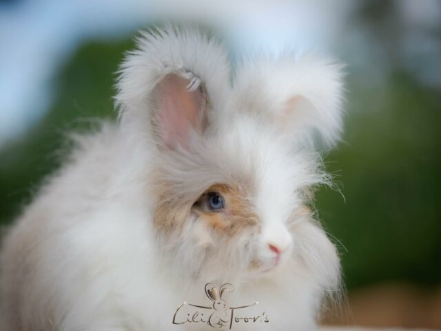 BUGS BUNNY