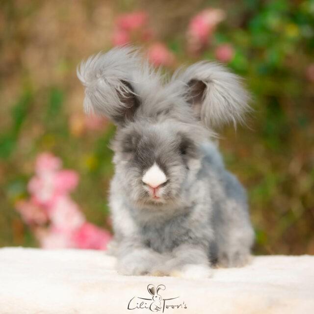 À Adopter - Angoras Anglais Mâles - Les Lapins LILI TOON'S