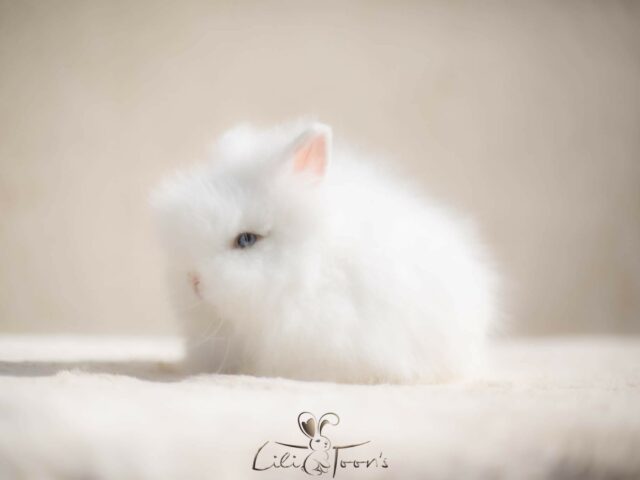 POMPOM DES TOON’S