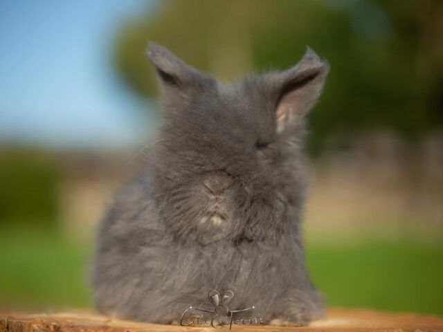 BLUEW DES TOON&rsquo;S