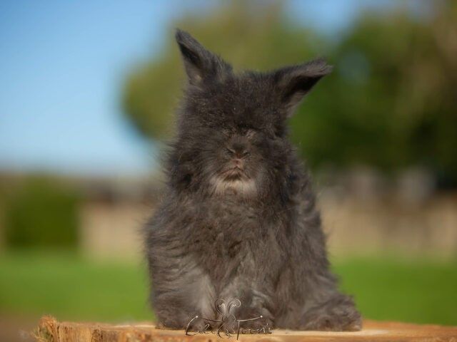 EUGENE DES TOON&rsquo;S