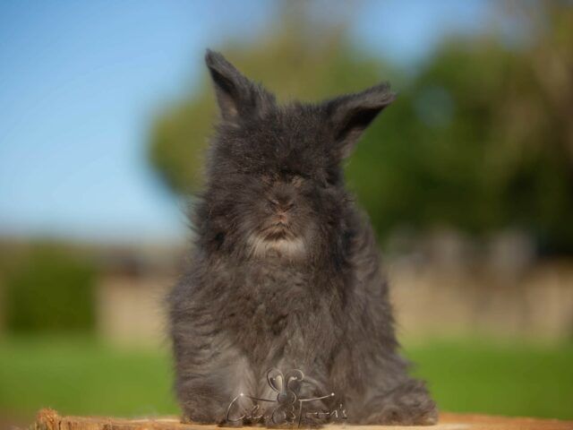 EUGENE DES TOON&rsquo;S