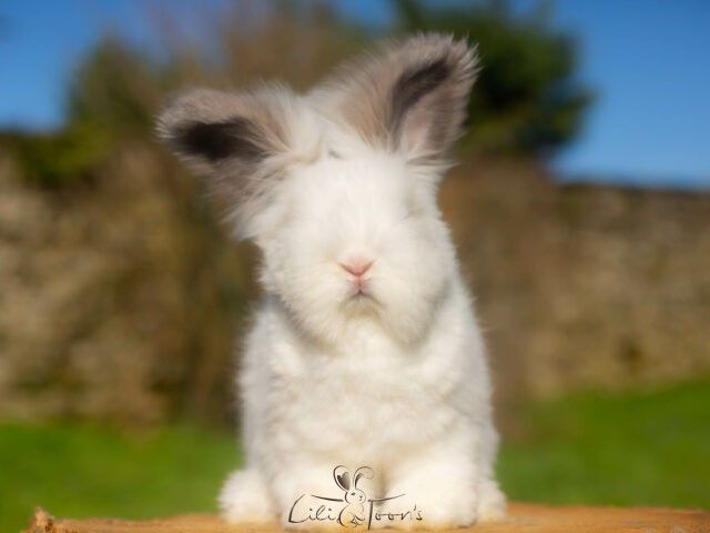 KENNY DES TOON&rsquo;S