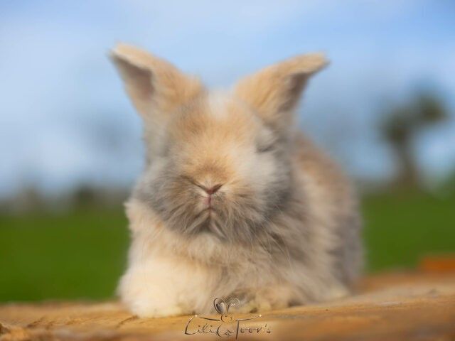 MODOKI DES TOON&rsquo;S