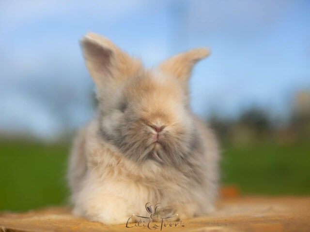 MODOKI DES TOON&rsquo;S