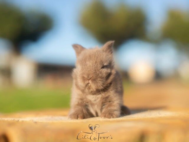 BALOO DES TOON&rsquo;S