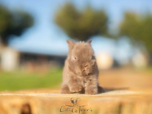 BALOO DES TOON&rsquo;S