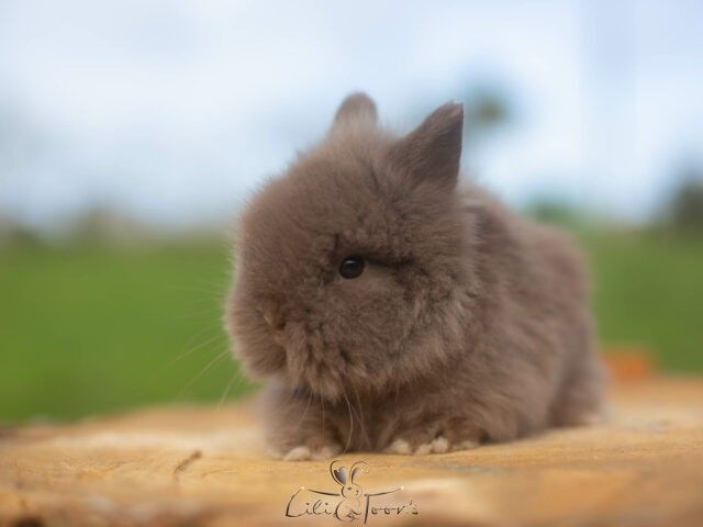 BALOO DES TOON&rsquo;S