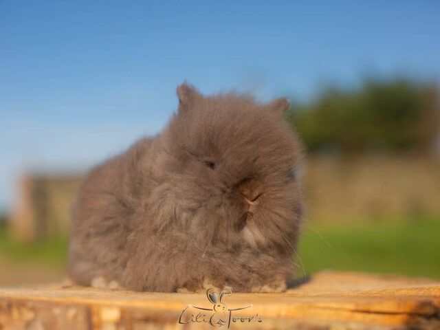 BALOO DES TOON&rsquo;S