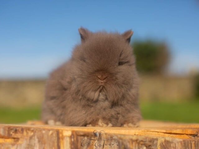 BALOO DES TOON&rsquo;S