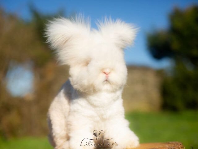 VANELLOPÉ POP&rsquo;S