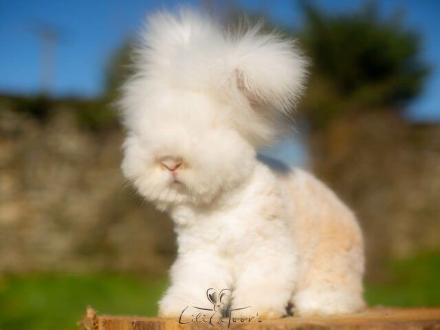 VANELLOPÉ POP&rsquo;S