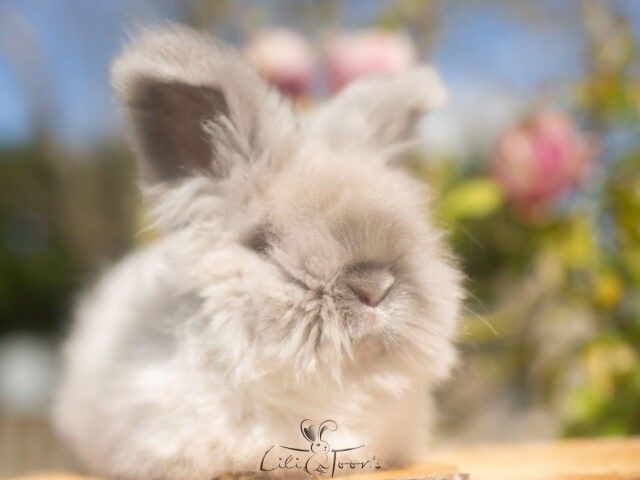 BRUME DES TOON&rsquo;S