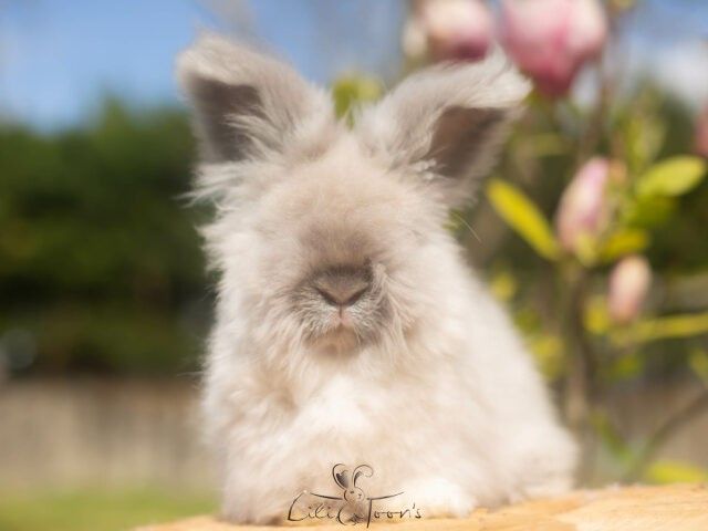 BRUME DES TOON&rsquo;S