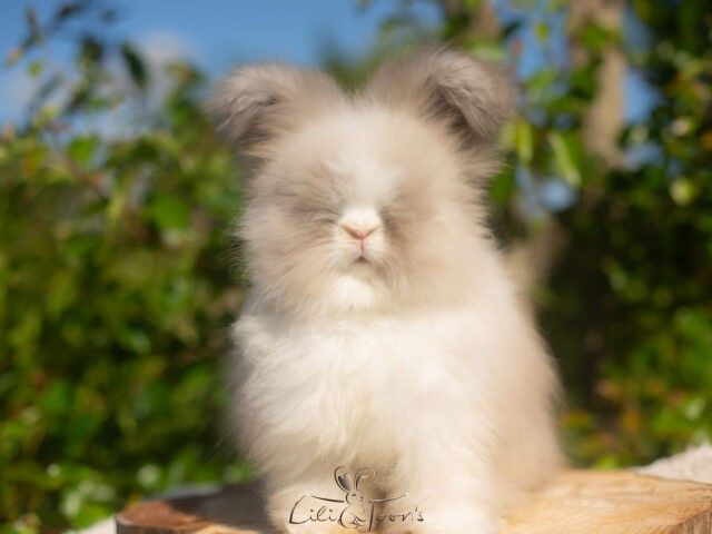 ELFY LOVELY BUNNY