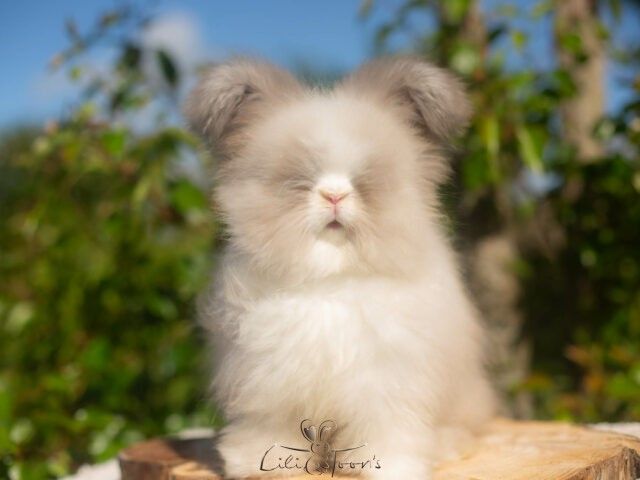 ELFY LOVELY BUNNY