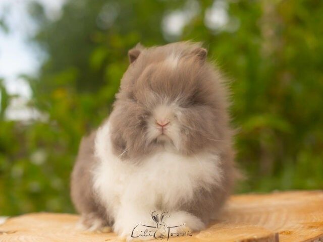 LABUBU