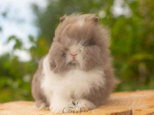 LABUBU