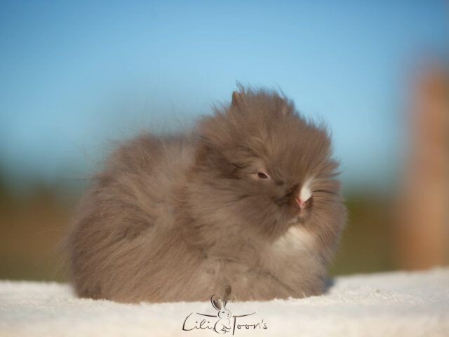 BORIS